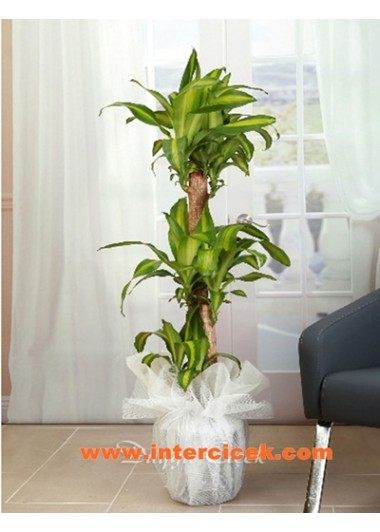 Massengana   İTHAL 160 cm